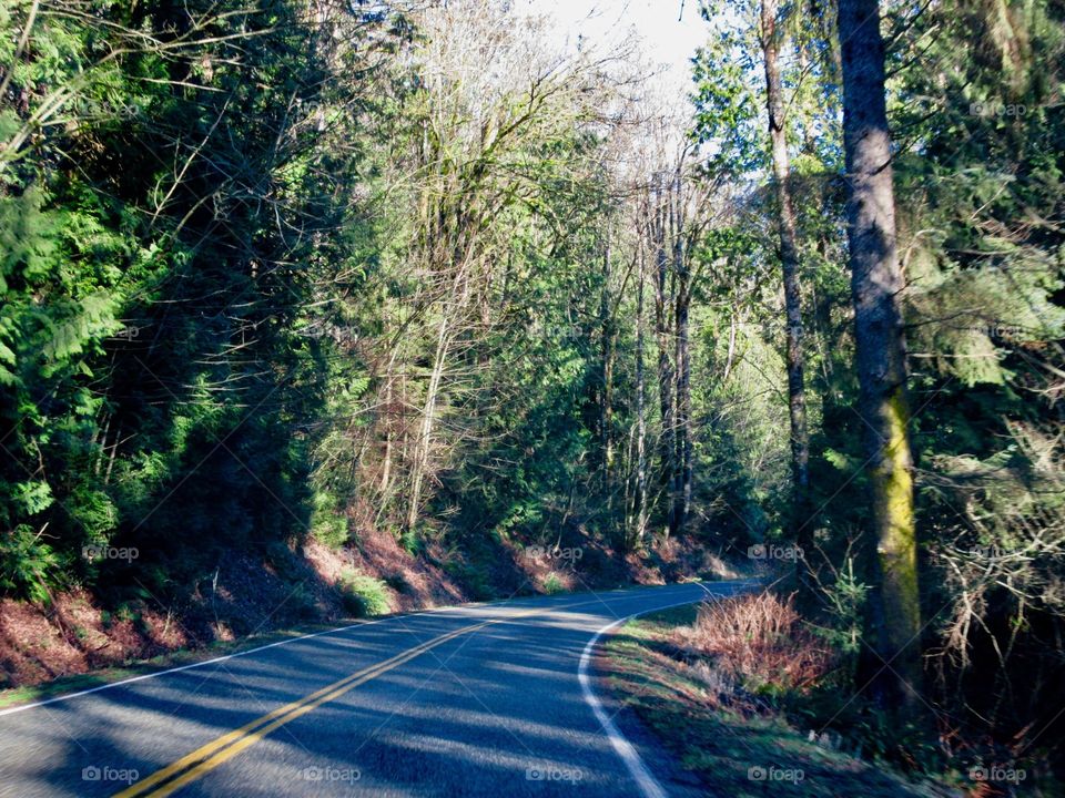 Wood, Nature, Road, Travel, Tree