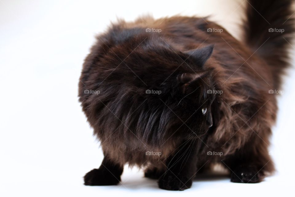 Brown Norwegian forest cat