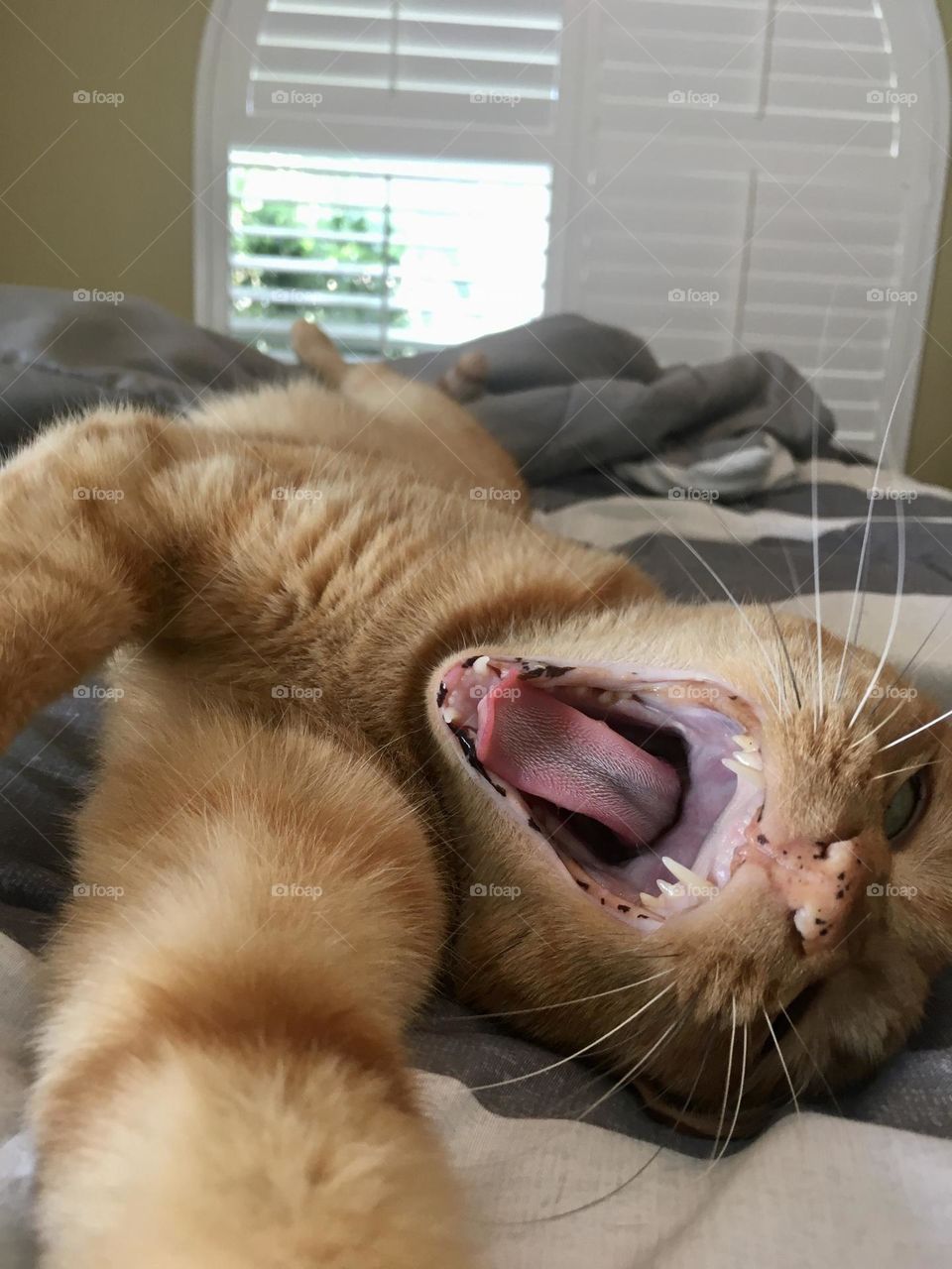 Roaring ginger kitty photography mission entry 