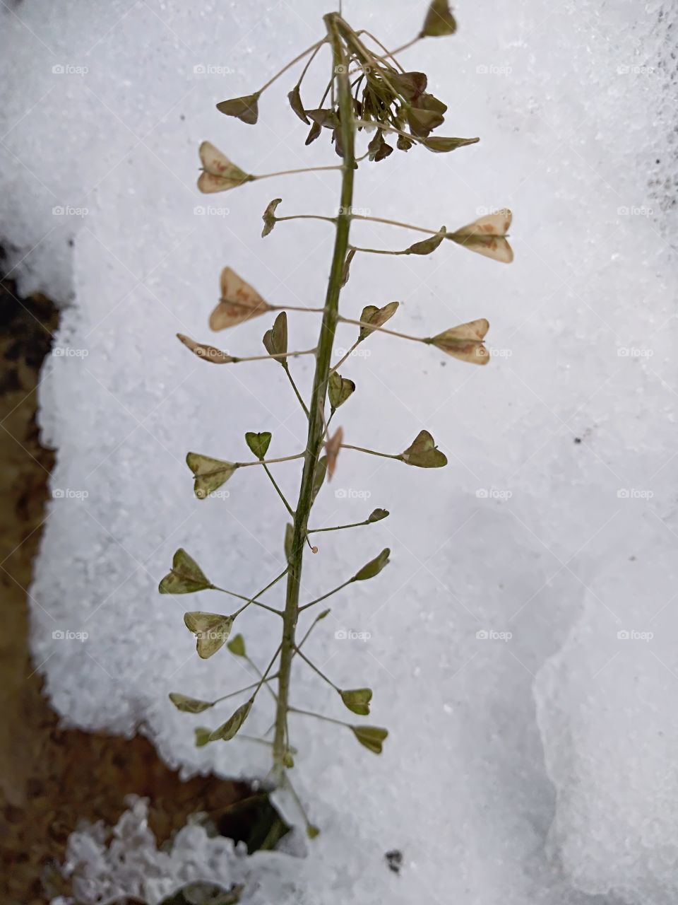 No Person, Winter, Snow, Frost, Outdoors