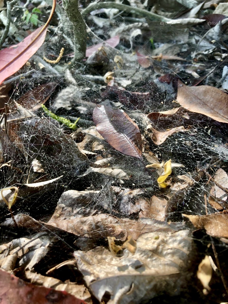 Sunlight on ground level spiderweb in fallen leaves 