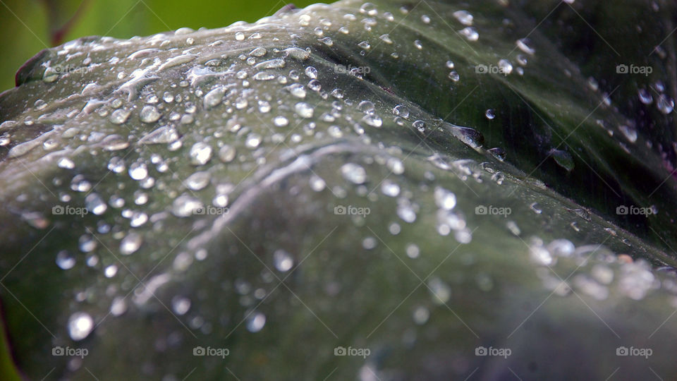 water on leaf