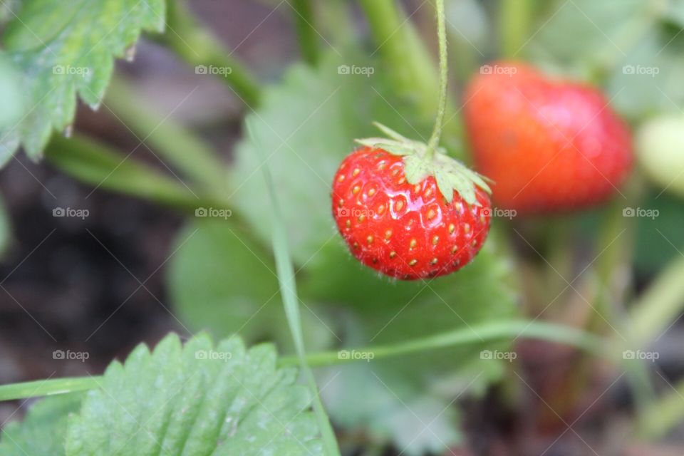 Home grown strawberries 