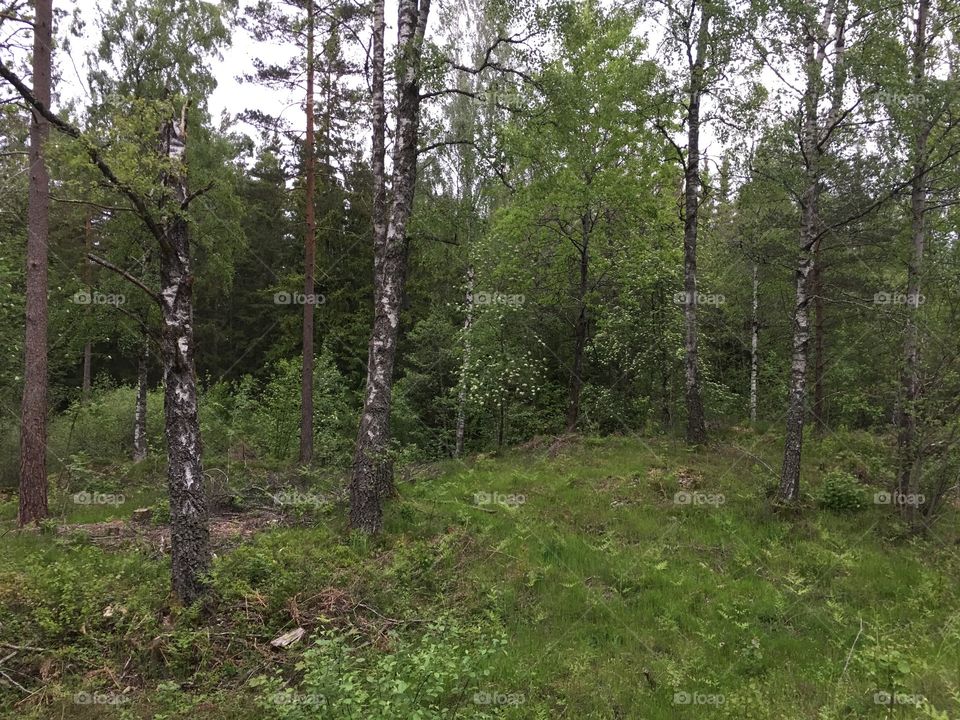 Birch trees in a green forest and some bushes