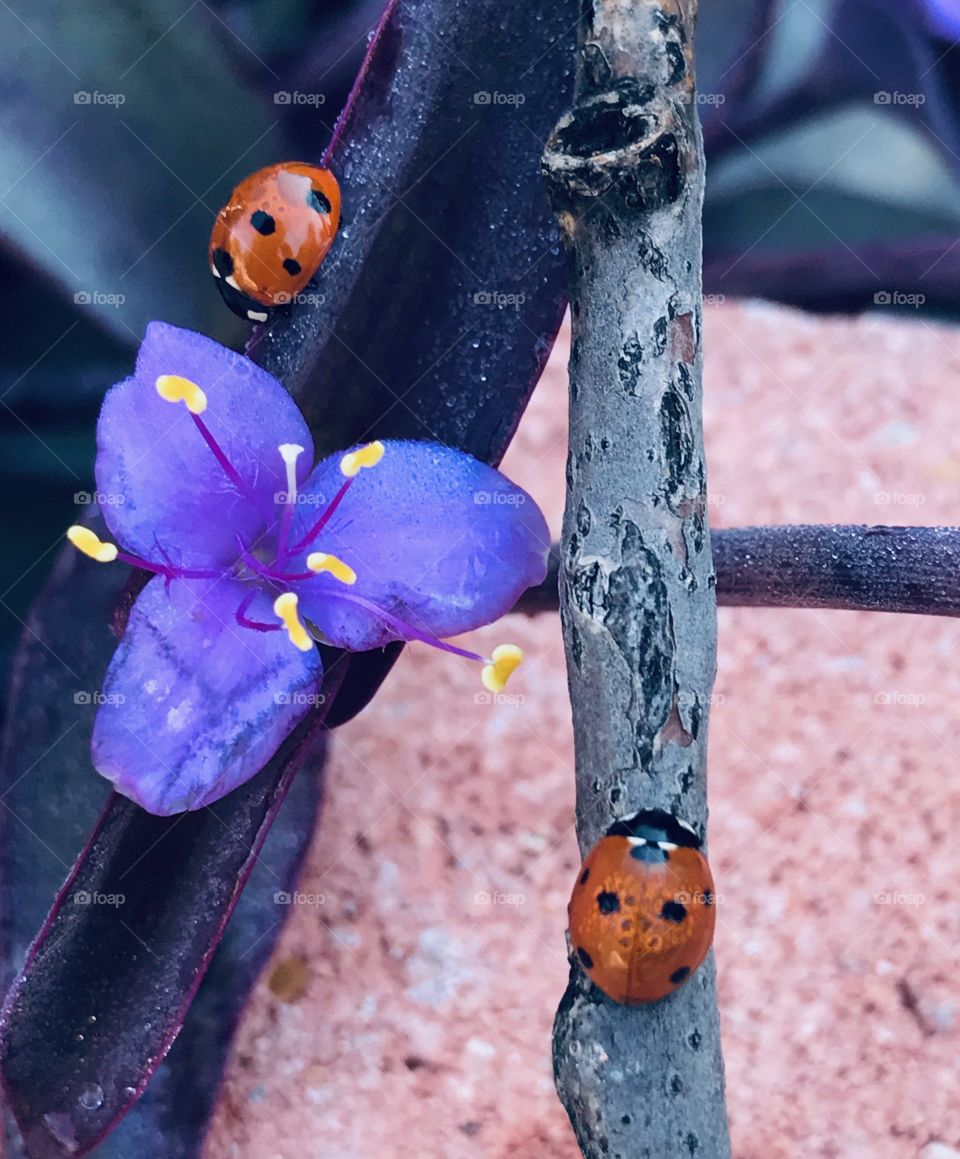 Two ladybug friends and beautiful purple flower on ivy