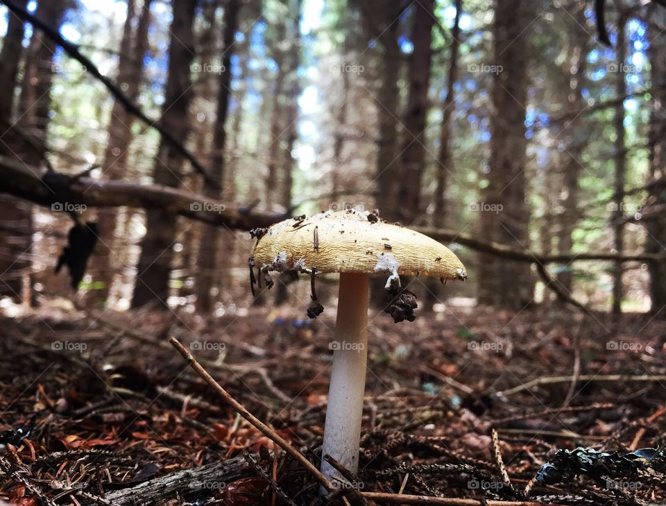 Fungus, Mushroom, Fall, Wood, Nature