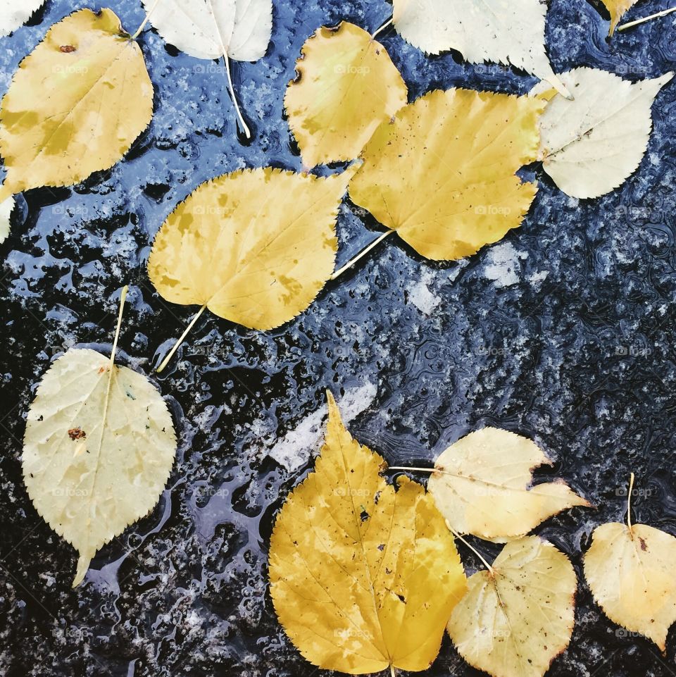 Elevated view of wet autumn leaves