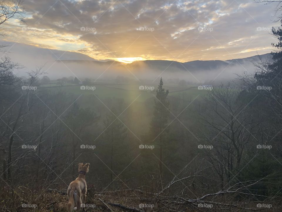 Dog looking at beautiful sunset!