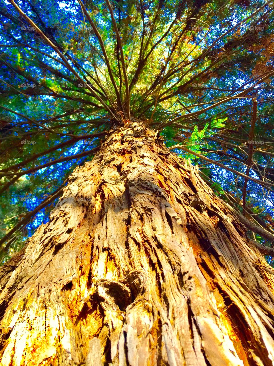 Low angle view of tree trunk