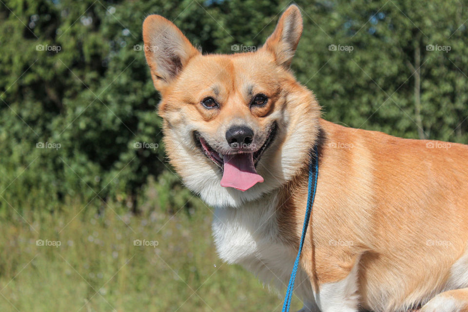 breed corgi dog