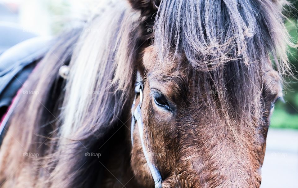 Horse face. Horse face