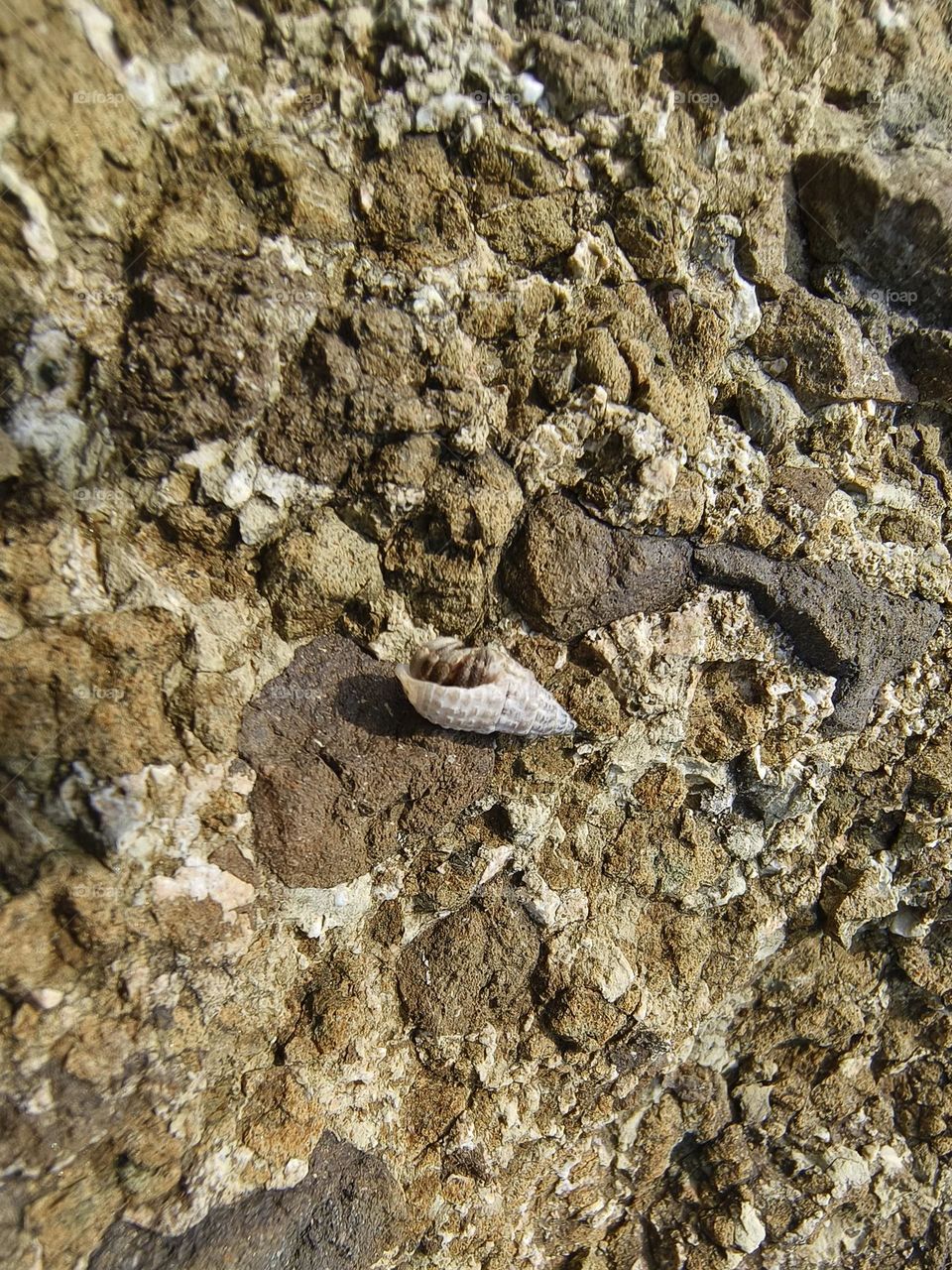 Hermit crab on a rock in the sea, closeup of photo