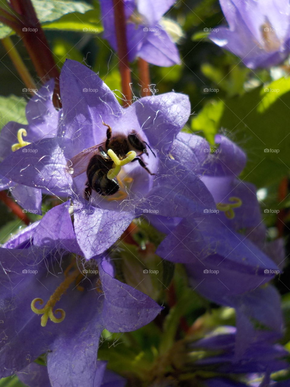 Cradle for bees 