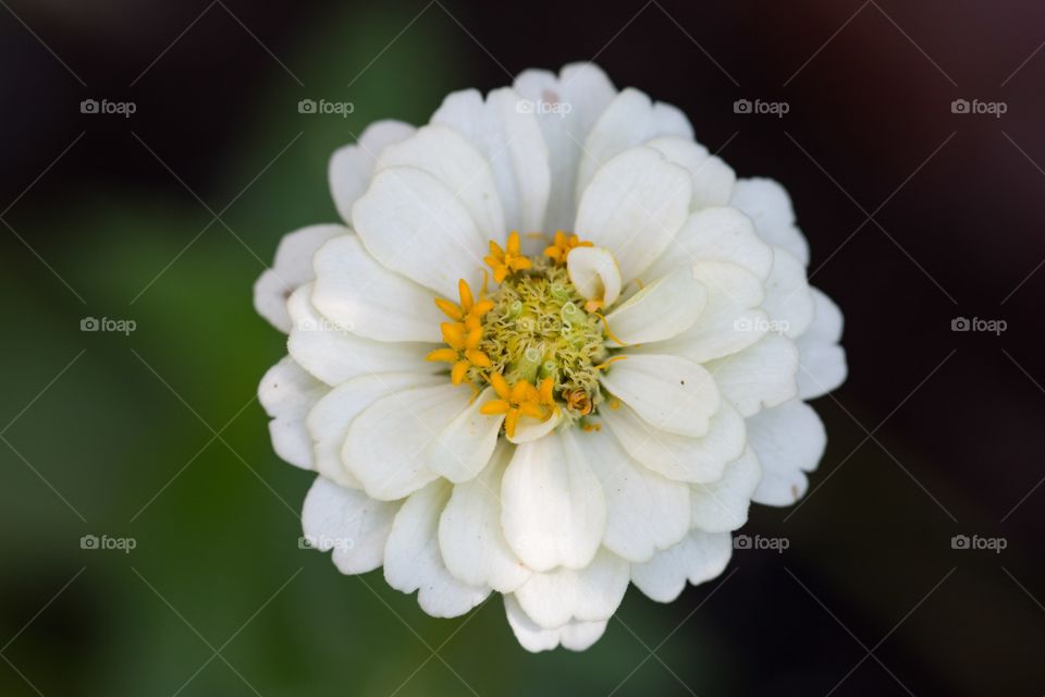 White Zinnia