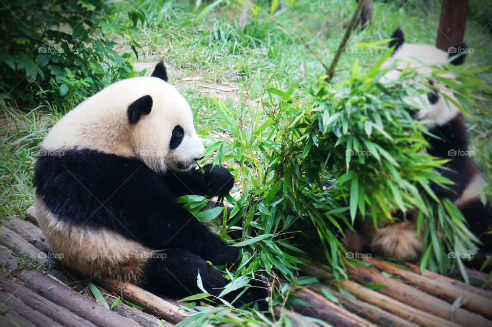 Tibet. Panda