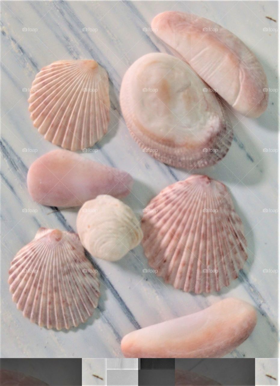 Sea Shells Pink