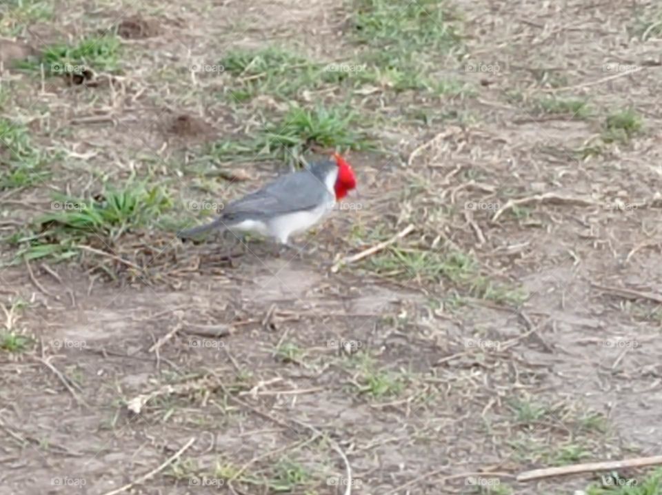 Cardenal en el camino