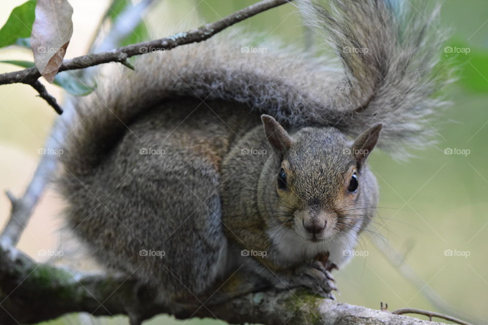 Up close squirrel checking out what's going on