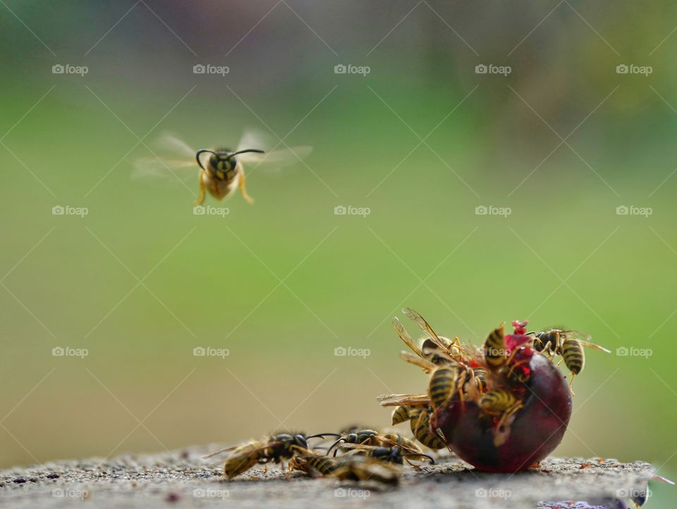 Wasps on grapes