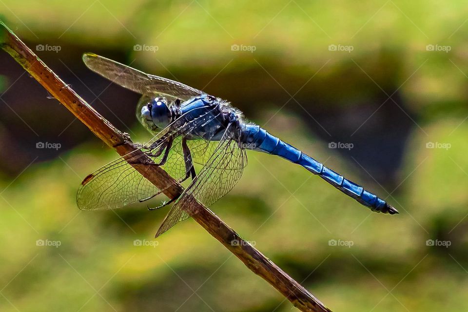 Blue dragonfly