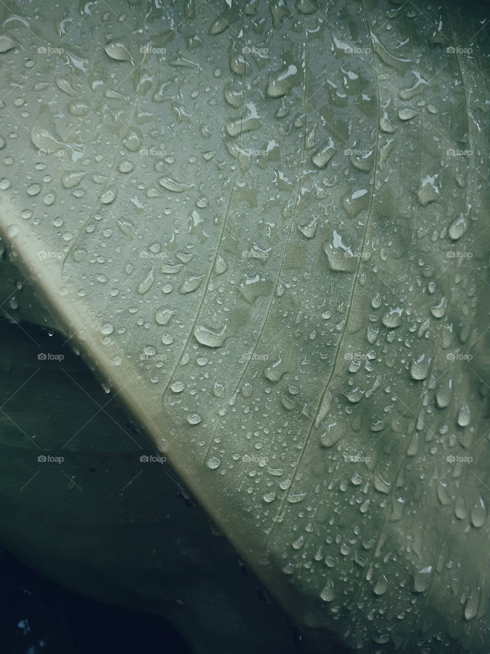 Raindrop on the leaf surface
