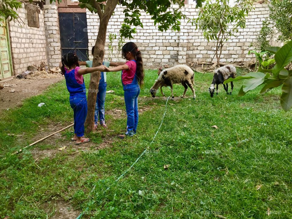 Little girls are playing happily at the backyard and there are two sheep around them 