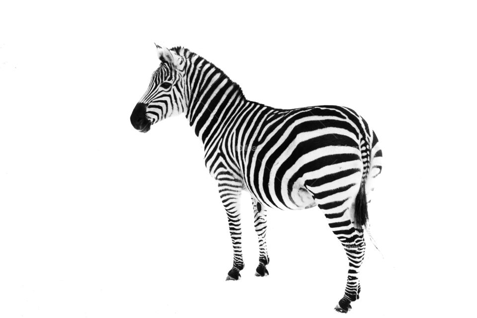 high key light photo of a zebra against a snowy hill with bright background