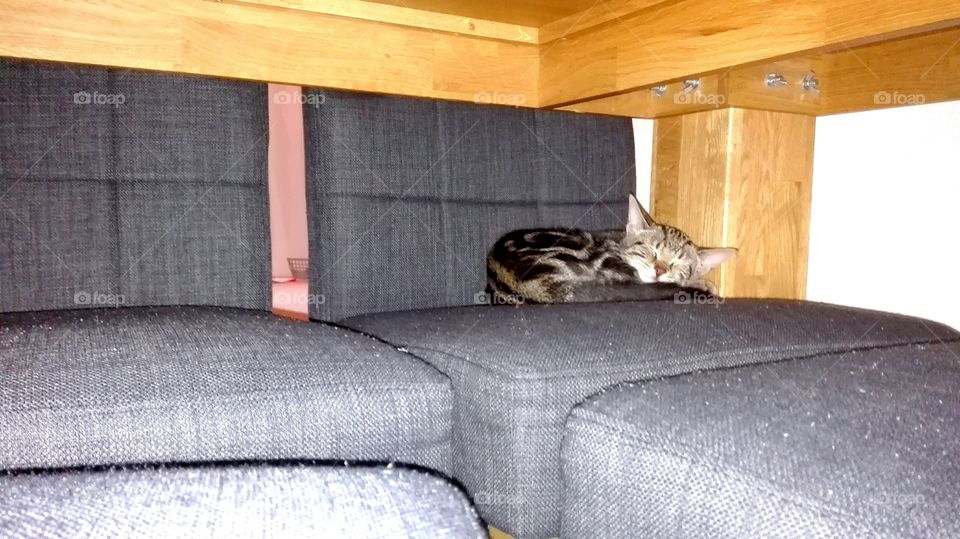 sleeping pussycatt