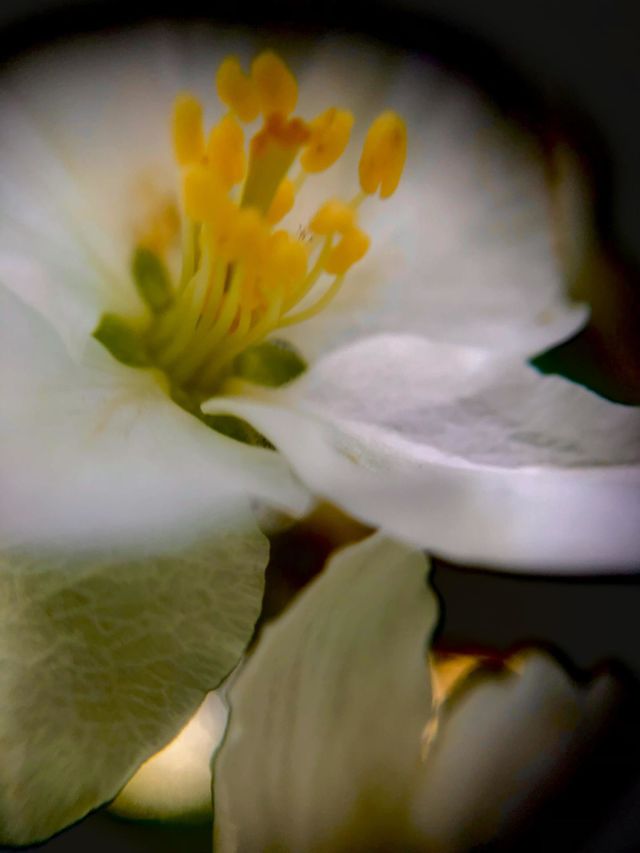 Yellow pistil 