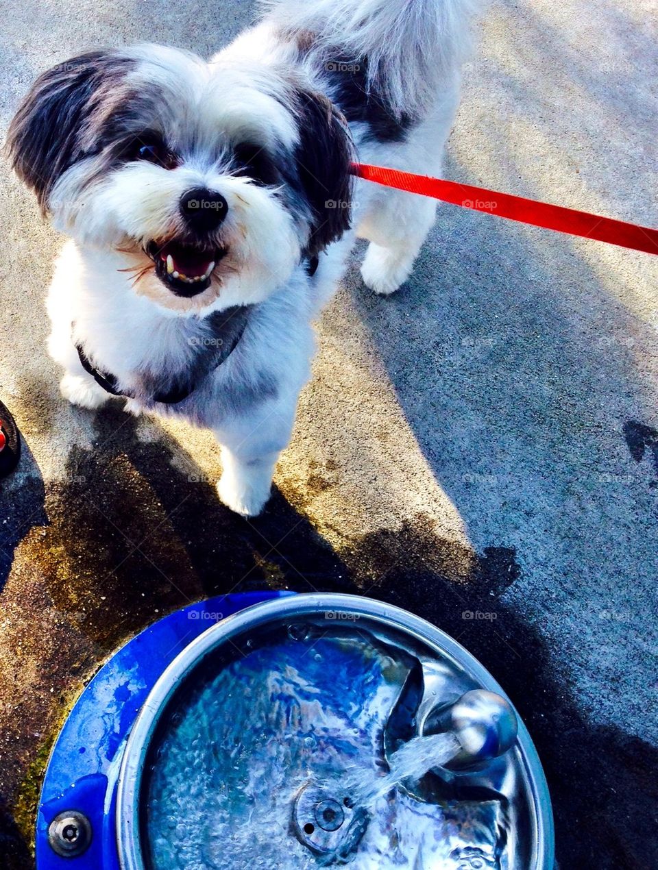 Marley having to have a drink at the local doggie fountain. 