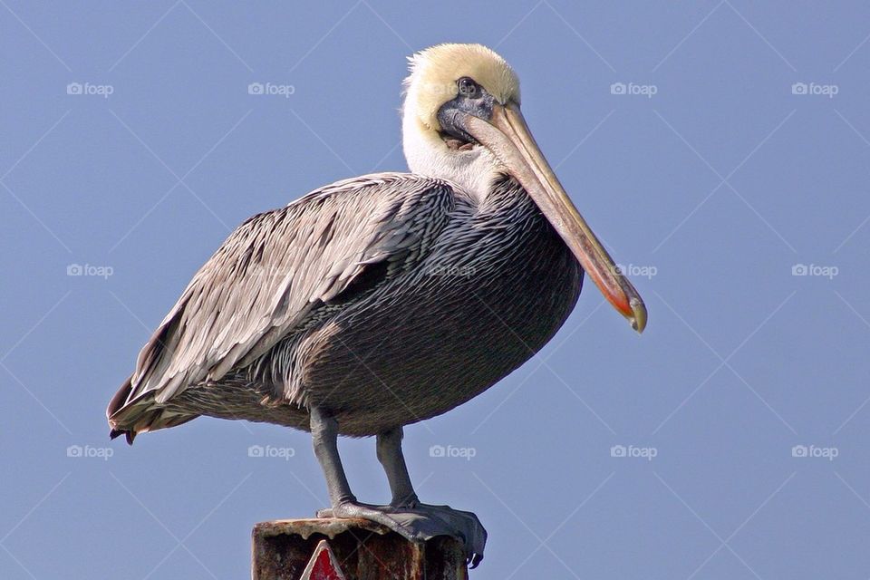 Pelican