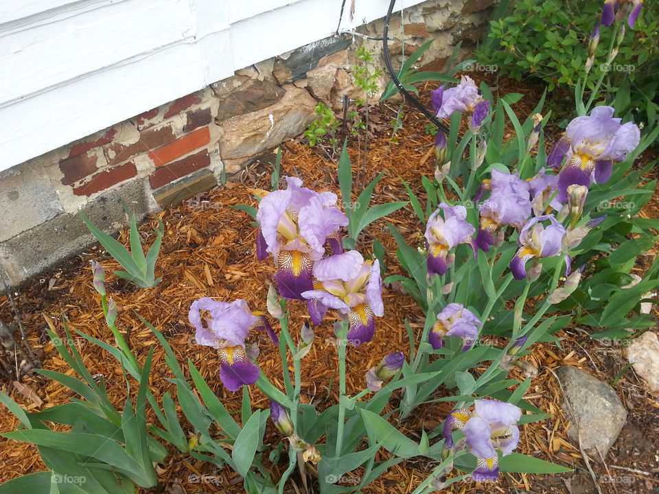 purple iris