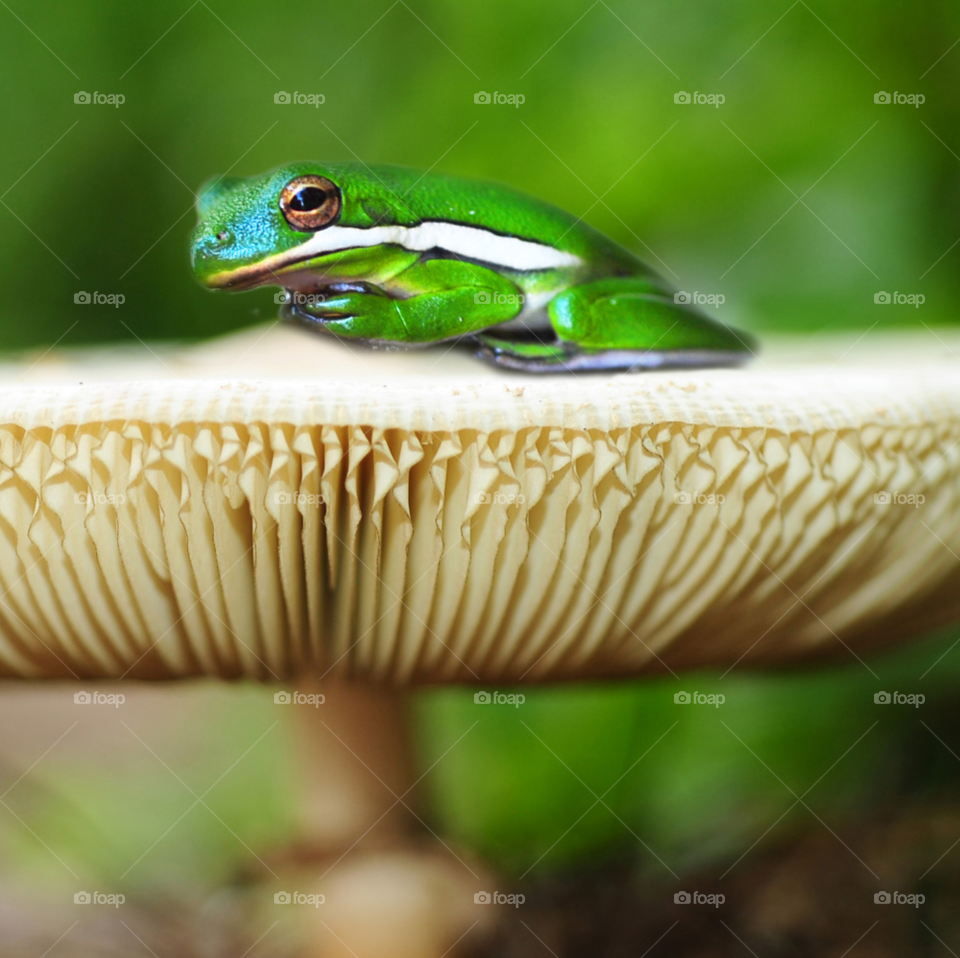 Frog sitting on mushroom