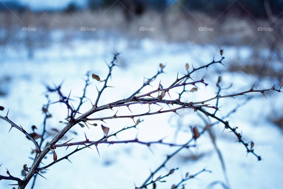 Branch of the bush with spines on the snow