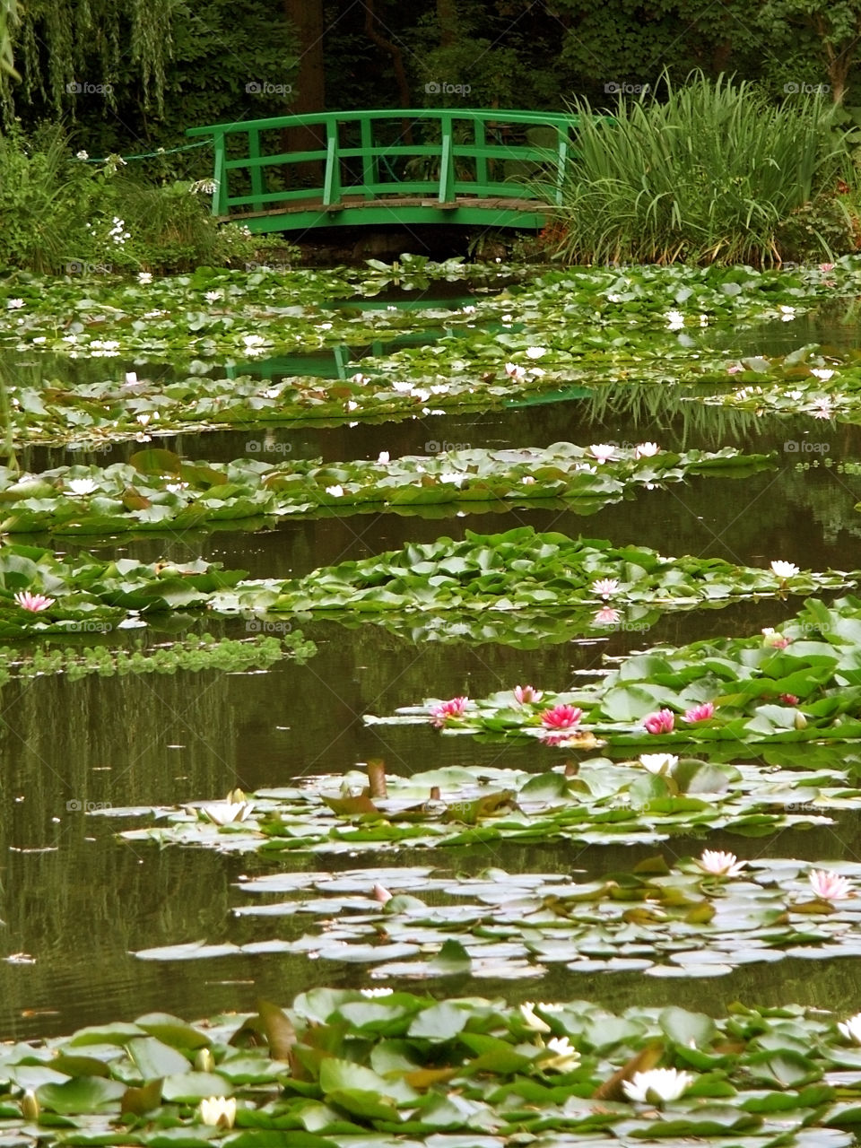 Lily pond