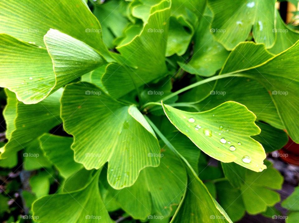 Branch of ginkgo biloba tree with green leaves.