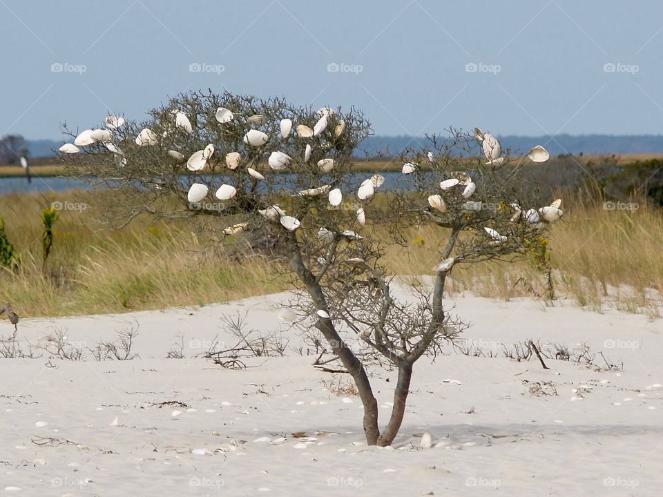 Tree Shells at the sea shore