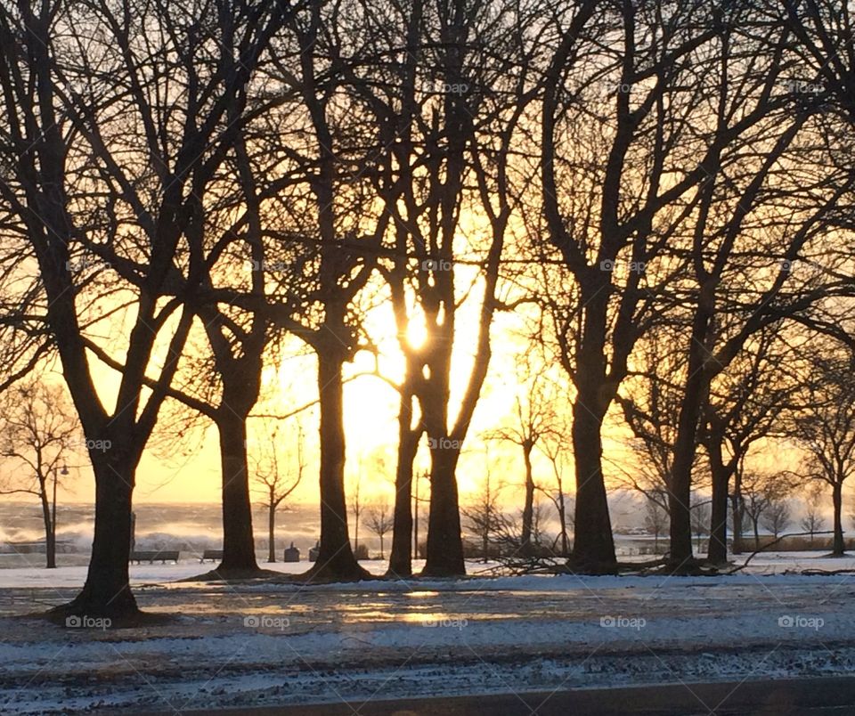 Silhouette of bare trees during sunset