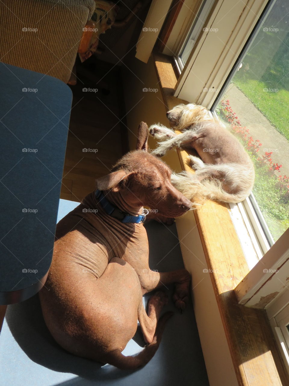 Sunny window for the dogs