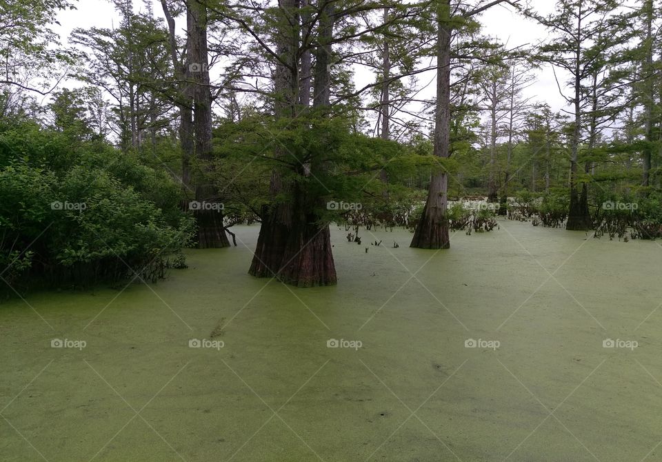 cypress swamp. taken in southern Illinois