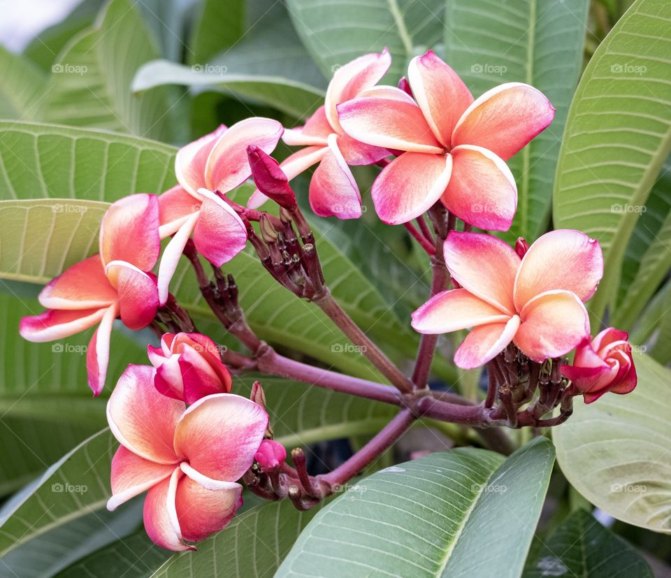 Plumeria