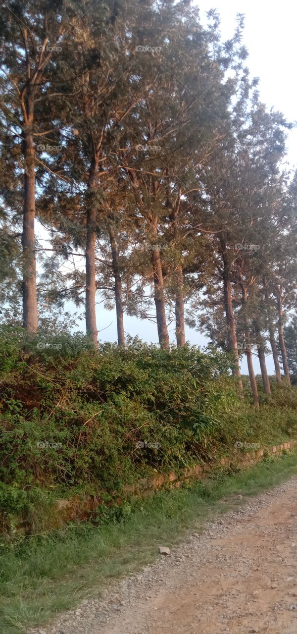 🌳🌳🌳🌳🌳🌳❤️✨