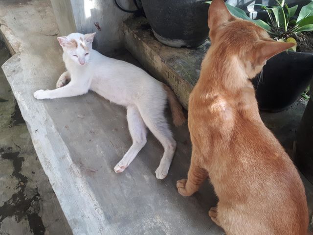 collection of cute and adorable cats