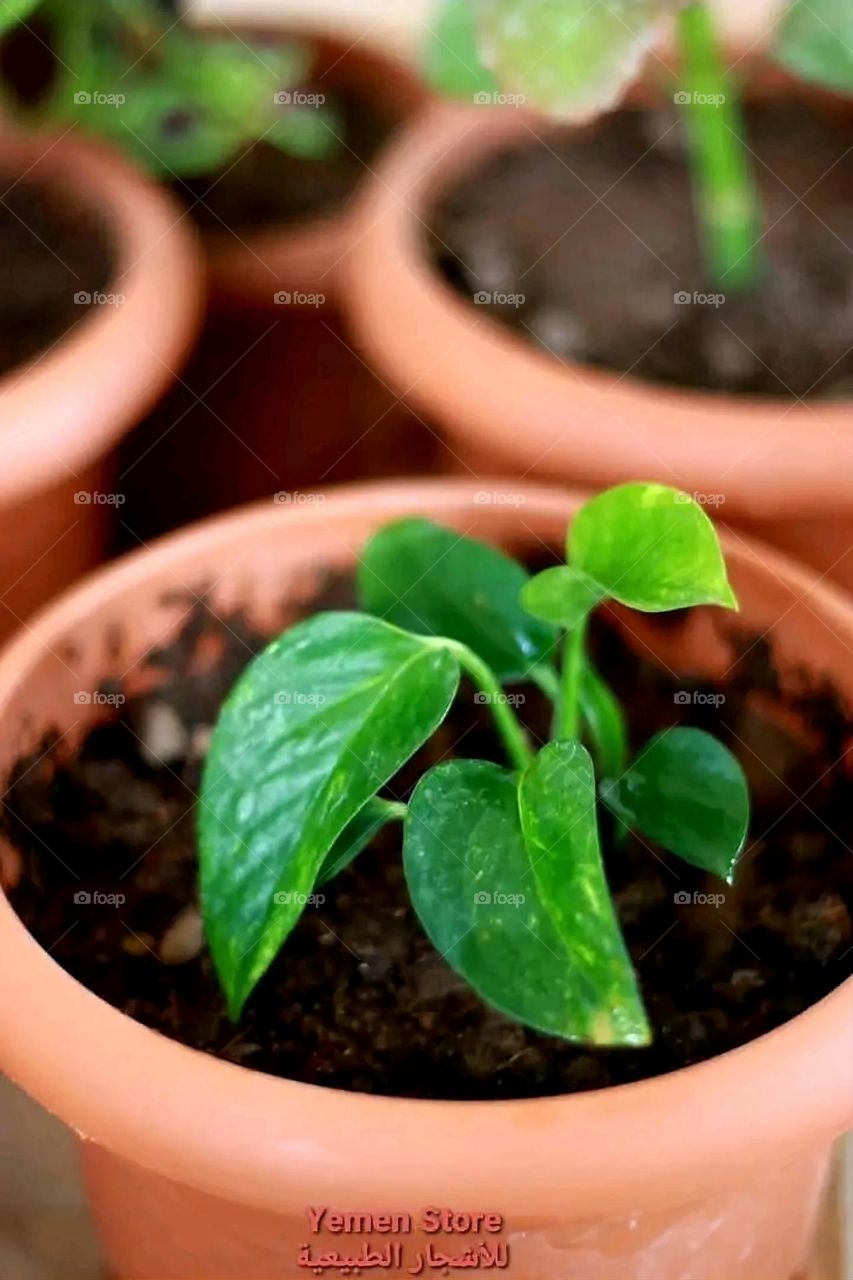 A very beautiful picture, and there is no better picture than it. There is no better picture of green herbs and colorful, red and white roses than it. Glory be to God, the natural and picturesque view, and there is no more