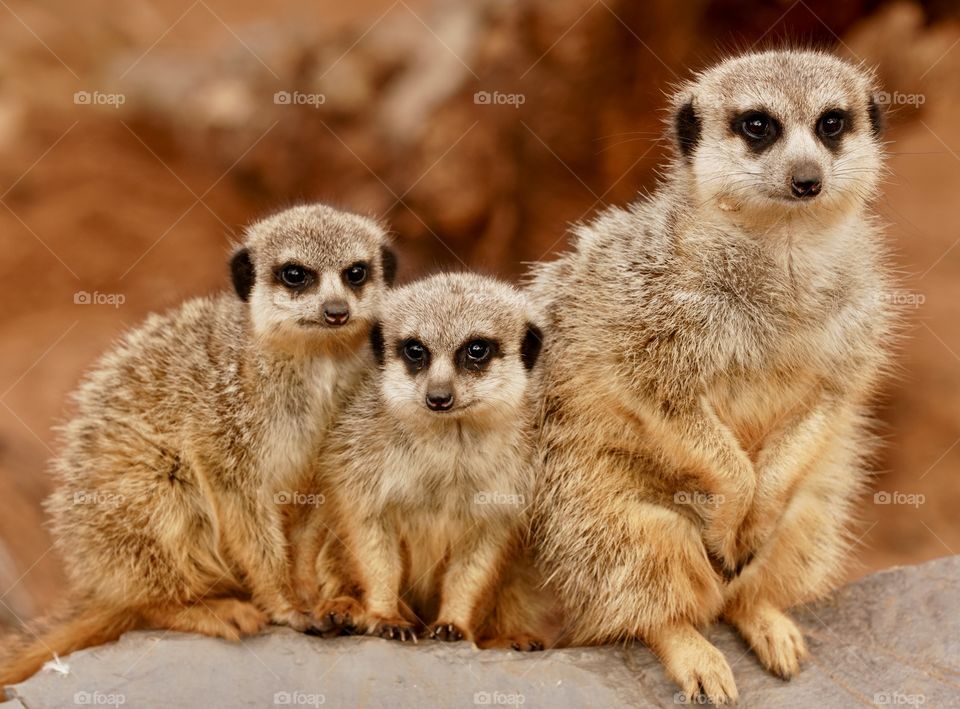 Mum’s and the kids. Meerkats posing on a ledge. 