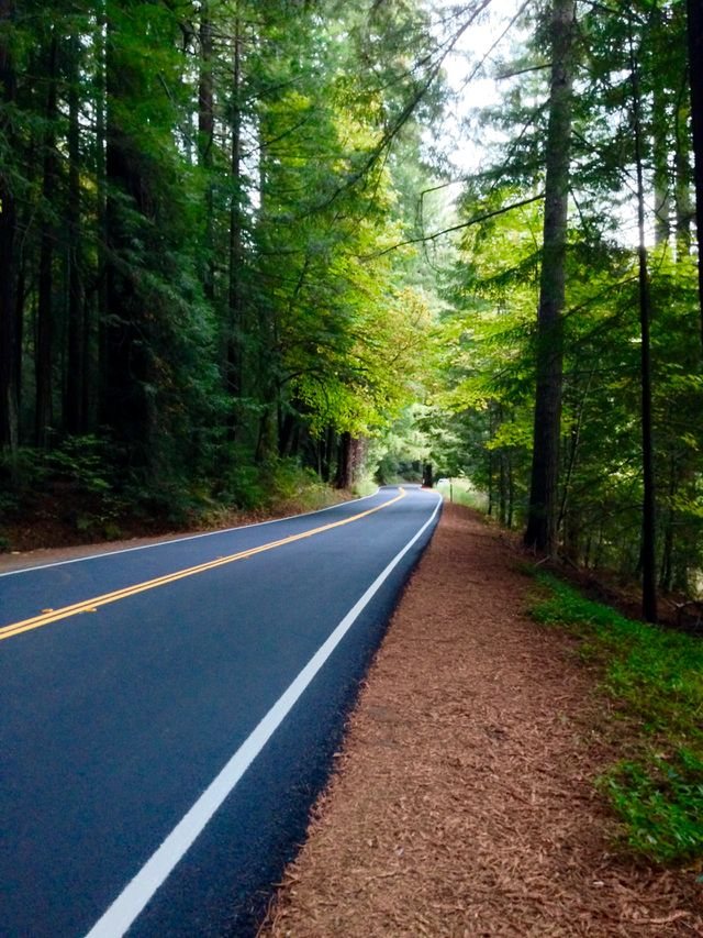 Forest road