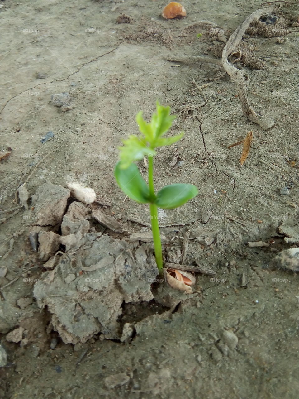 a new little growing plant