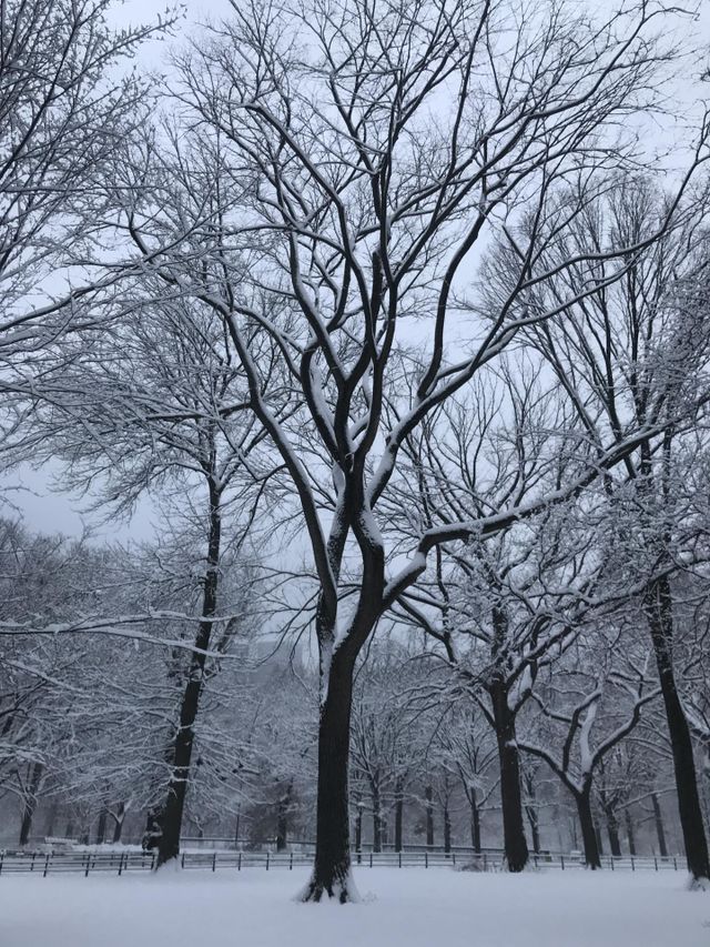 Snowy hike in Central Park 