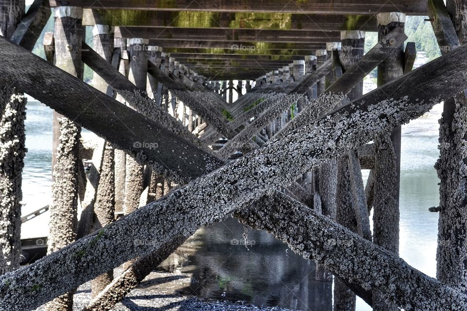 Barnacles on old wharf. Barnacles on old wharf