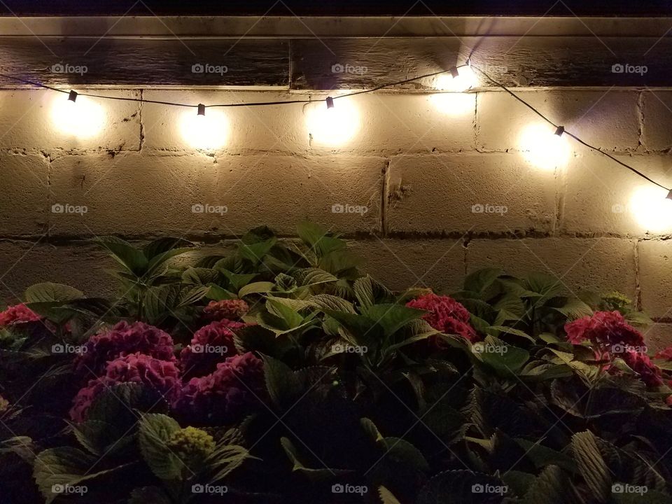 Fairy lights illuminating the garden at night
